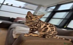 Bengal cats for sale: Silver rosetted Bengal🐆❤️ - Image 15