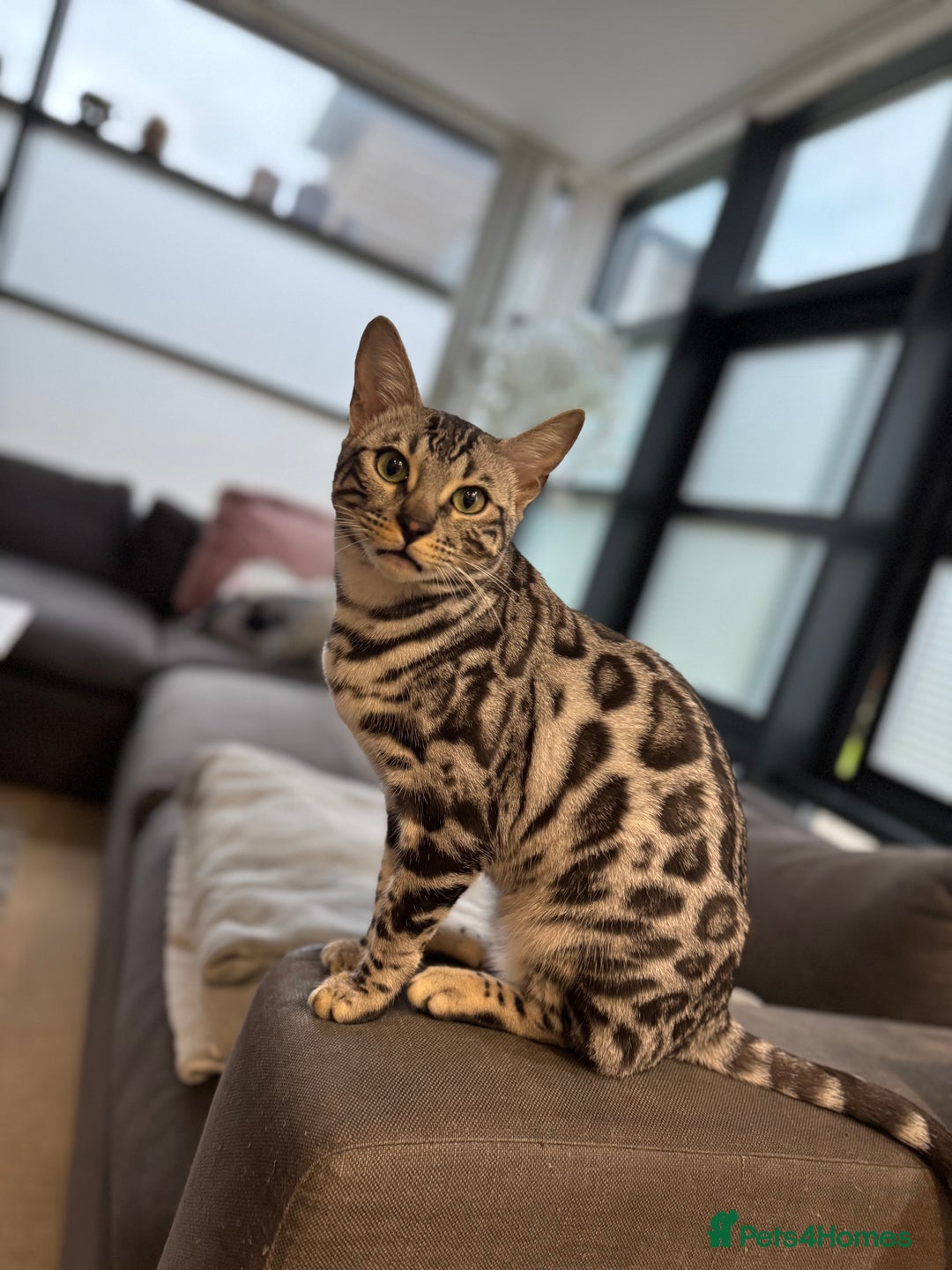 Bengal cats for sale: Silver rosetted Bengal🐆❤️ - Image 15