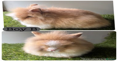 Lionhead rabbits - Advert 4