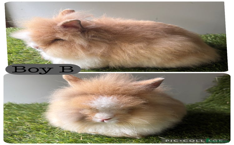 Lionhead rabbits - Advert 3