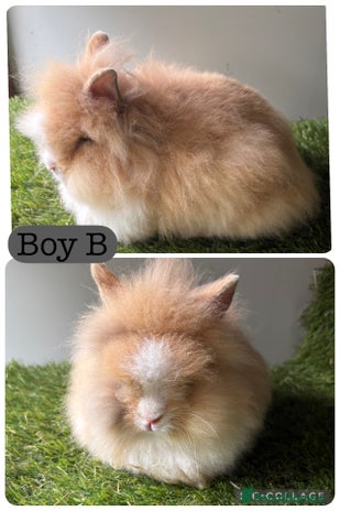 Lionhead rabbits - Advert 7