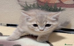 British Longhair cats for sale: Beautiful and Playful kittens - Image 6