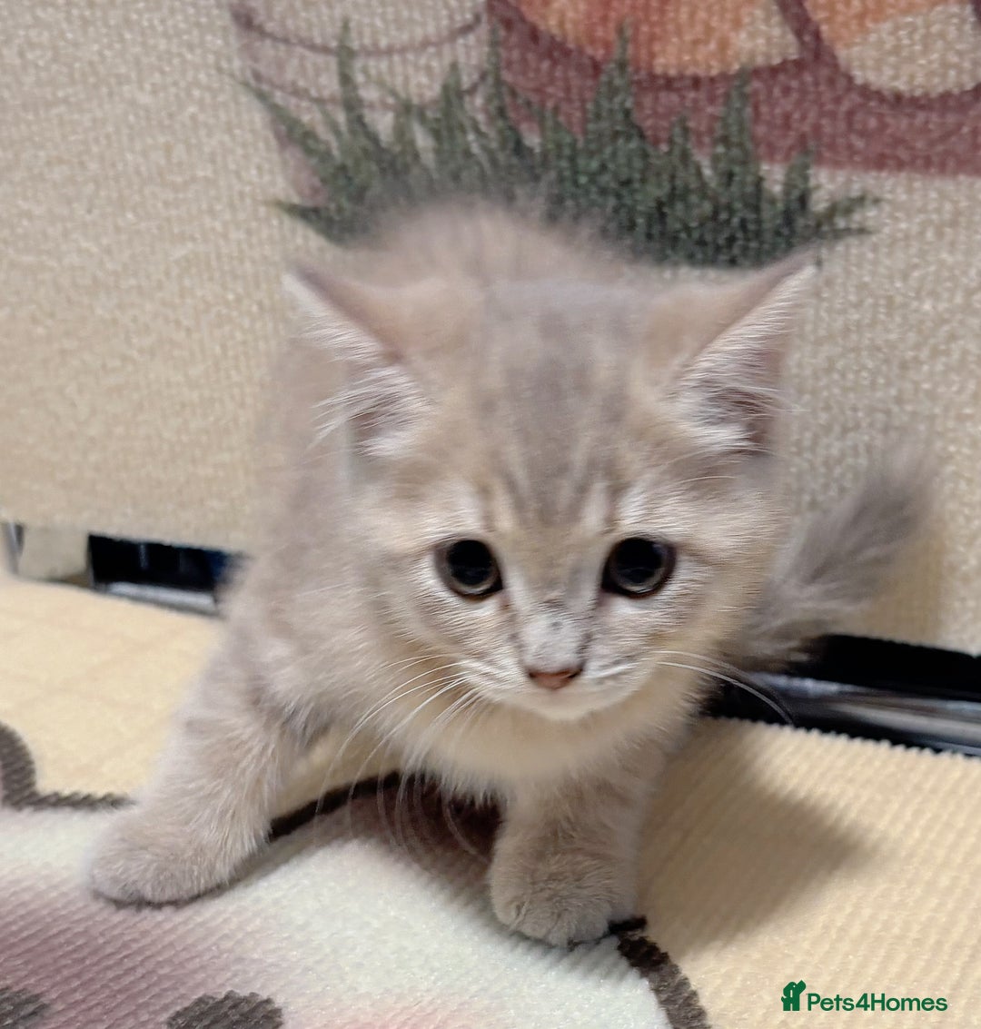 British Longhair cats for sale: Beautiful and Playful kittens - Image 6