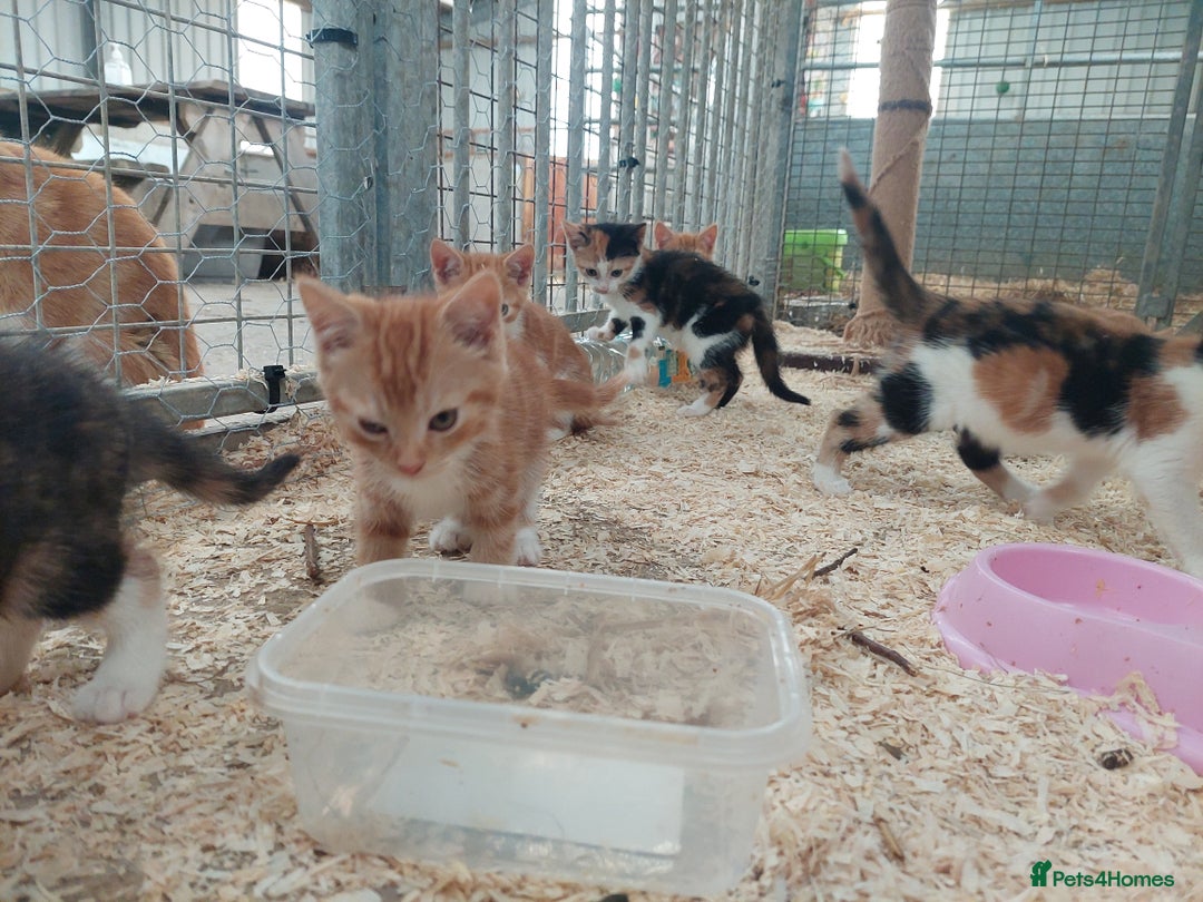 Domestic Shorthair cats for sale: Gorgeous kittens available now - Image 10
