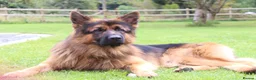 German Shepherd dogs for stud: Long Haired German Shephard For Stud  - Advert 5