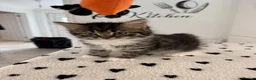 Mixed Breed cats for sale: RAGDOLL Mix stunning kittens!! - Advert 3