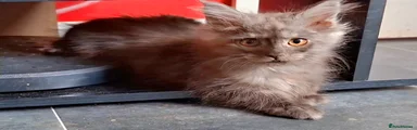 Kitten 3