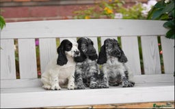 Cocker Spaniel dogs for sale: Show Line Cockers!!! - Image 5