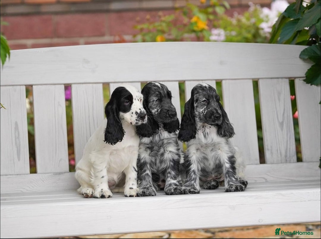 Cocker Spaniel dogs for sale: Show Line Cockers!!! - Image 5