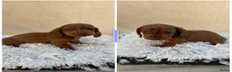 Miniature Dachshund dogs for sale: Dachshund 4 Boys available  - Advert 8