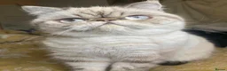 Exotic cats for sale: Exotic Persian  - Advert 2