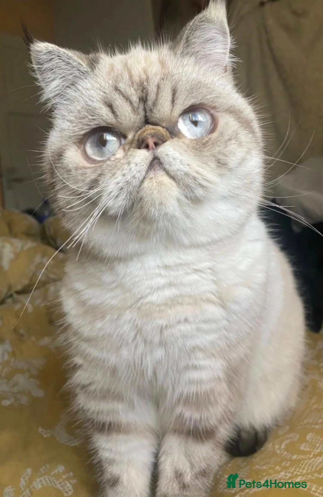 Exotic cats for sale: Exotic Persian  - Advert 2