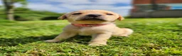 Labrador Retriever dogs for sale: Quality KC Fox Red Labradors  - Advert 30