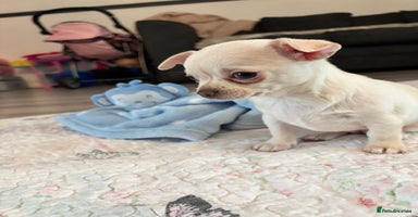 Chihuahua dogs - Advert 5