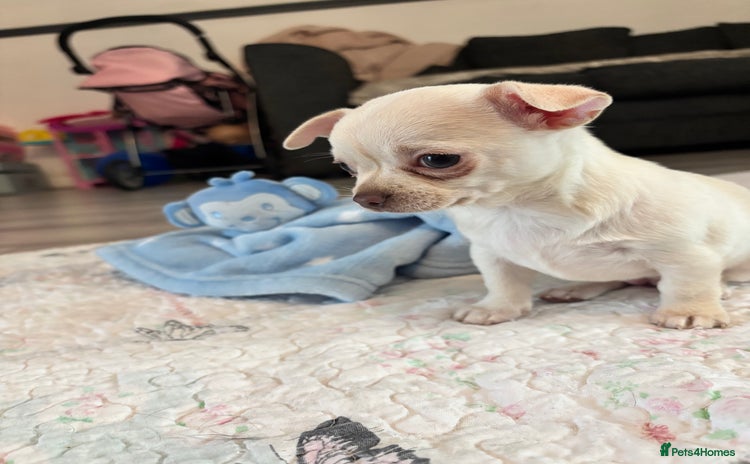 Chihuahua dogs - Advert 11