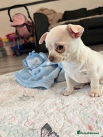 Chihuahua dogs - Advert 5