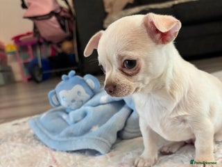 Chihuahua dogs READY TO LEAVE 🏡💗 All white female chihuahua - Advert 19