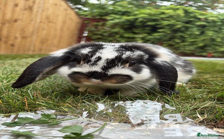 Mini Lop rabbits - Advert 3
