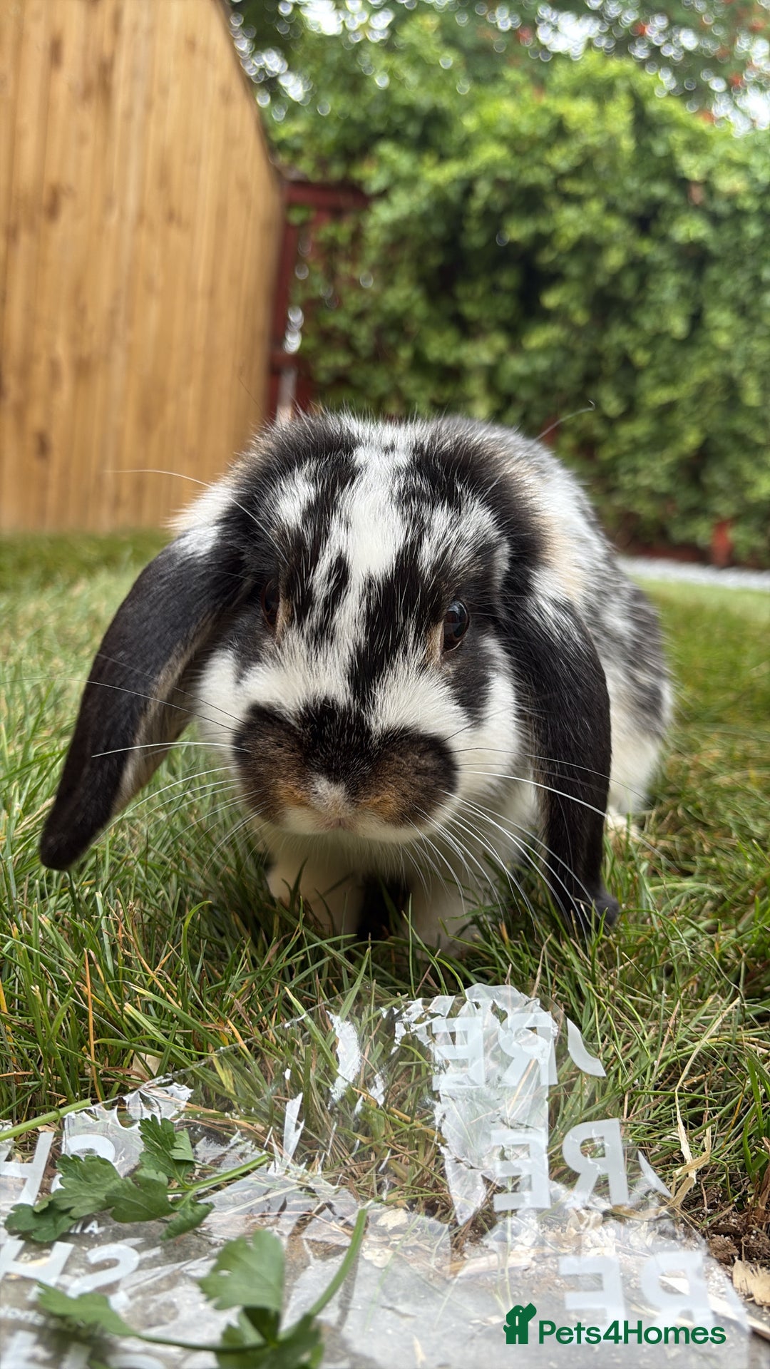 Mini Lop rabbits for sale: Mini lop looking to be rehomed  - Image 1