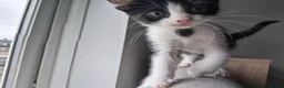 Mixed Breed cats for sale: White boy with distinct black markings - Advert 9