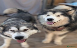 Alaskan Malamute dogs for sale: KC Alaskan malamute puppies champion lines - Image 7