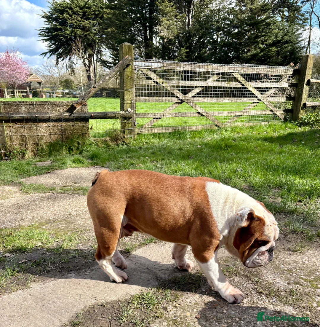 English Bulldog dogs for stud: KC HEALTH TESTED BULLDOG - Advert 1