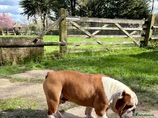 English Bulldog dogs KC HEALTH TESTED BULLDOG - Advert 9