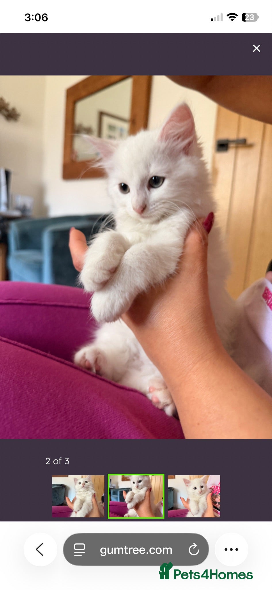 Mixed Breed cats White female - Advert 2