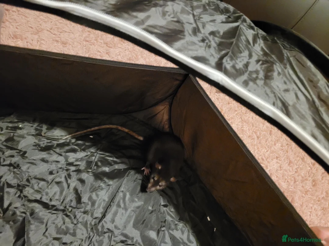 Rat rodents for sale: Female rats - Advert 3