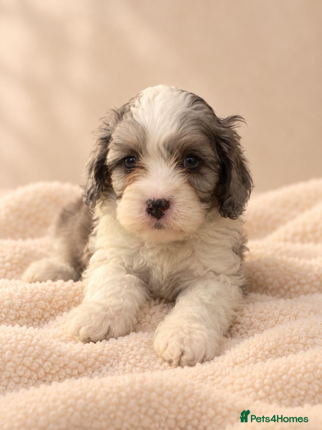 Cavapoo dogs Beautiful Home Reared Cavapoo Fully health Tested - Advert 1