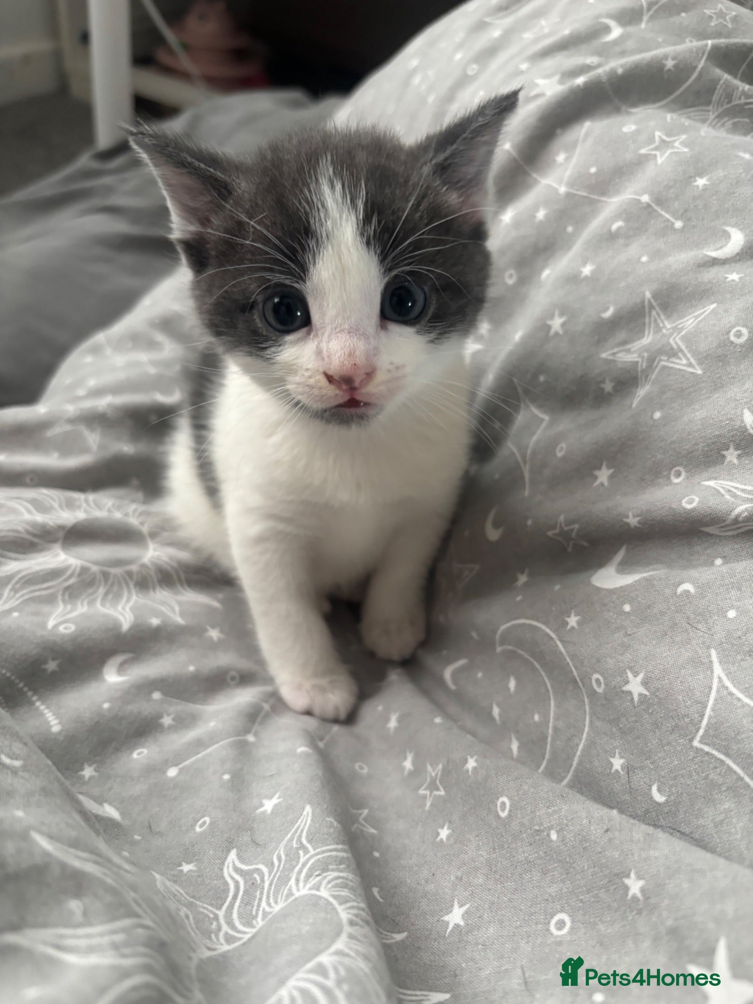 Mixed Breed cats Kittens for sale - Advert 1