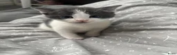 Mixed Breed cats for sale: Kittens for sale - Advert 1