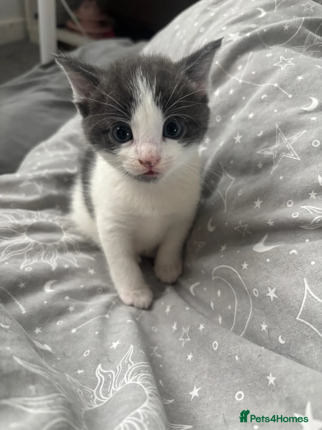 Mixed Breed cats for sale: Kittens for sale - Advert 1