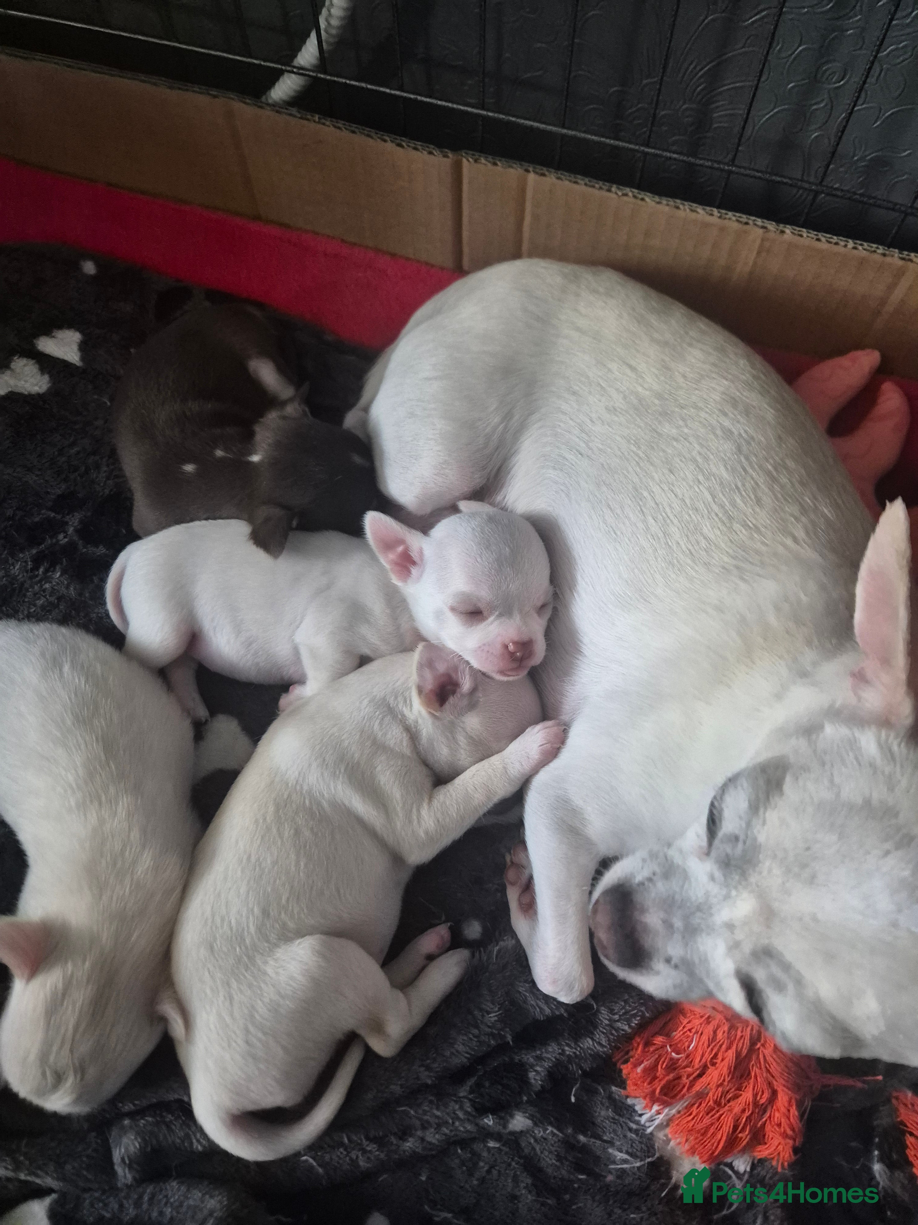 Chihuahua dogs Long haired Cream and White boy - Advert 2