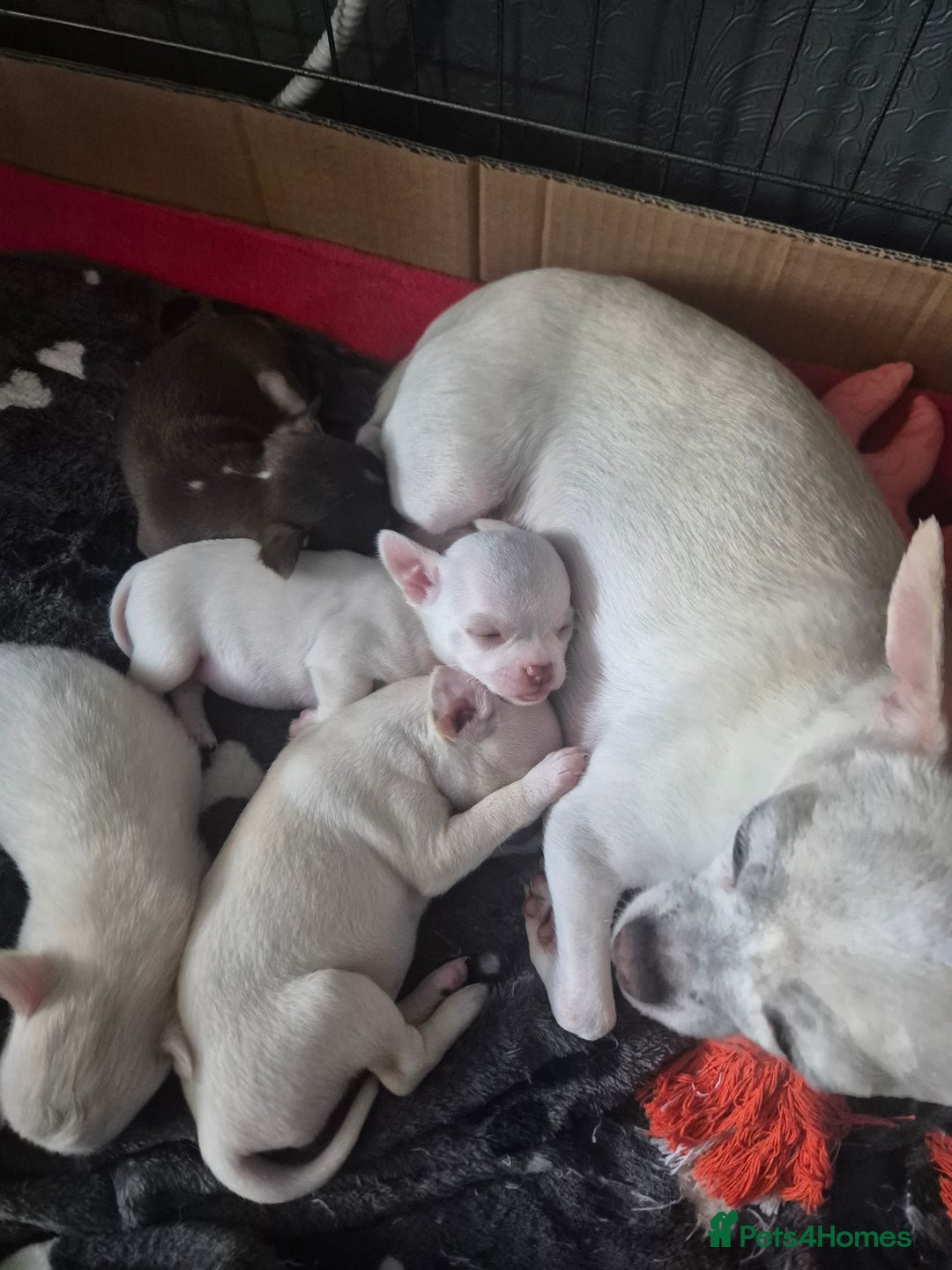 Chihuahua dogs for sale: Long haired Cream and White boy - Advert 1