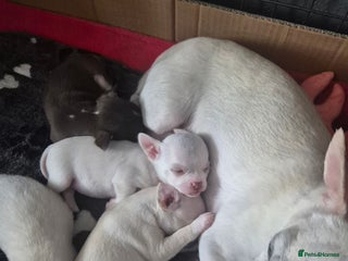 Chihuahua dogs Long haired Cream and White boy - Advert 2