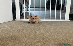 Dachshund dogs for sale: Miniature smooth haired cream dachshund puppy male - Image 1