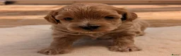 Maltipoo dogs for sale: F1B Maltipoo Puppies - Red & White, Home Raised - Advert 3