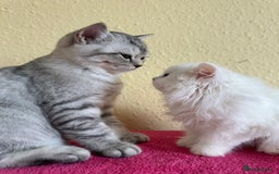 British Longhair cats for sale: Gorgeous British Longhair & Shorthair Kittens - Image 28