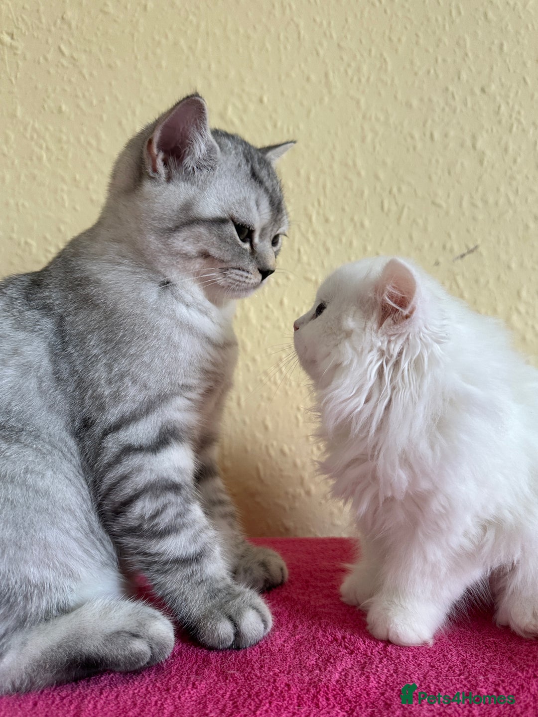 British Longhair cats for sale: Gorgeous British Longhair & Shorthair Kittens - Image 28