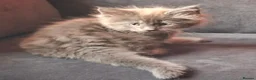 Maine Coon cats for sale: Maine Coon kittens in Manchester  (2 boys) - Advert 4