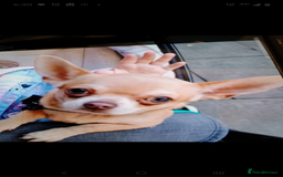 Chihuahua dogs for sale: KC registered xsmall male chihuahua for sale - Image 4