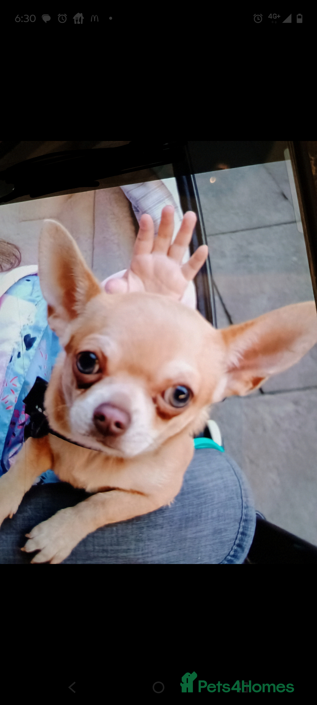 Chihuahua dogs for sale: KC registered xsmall male chihuahua for sale - Image 4
