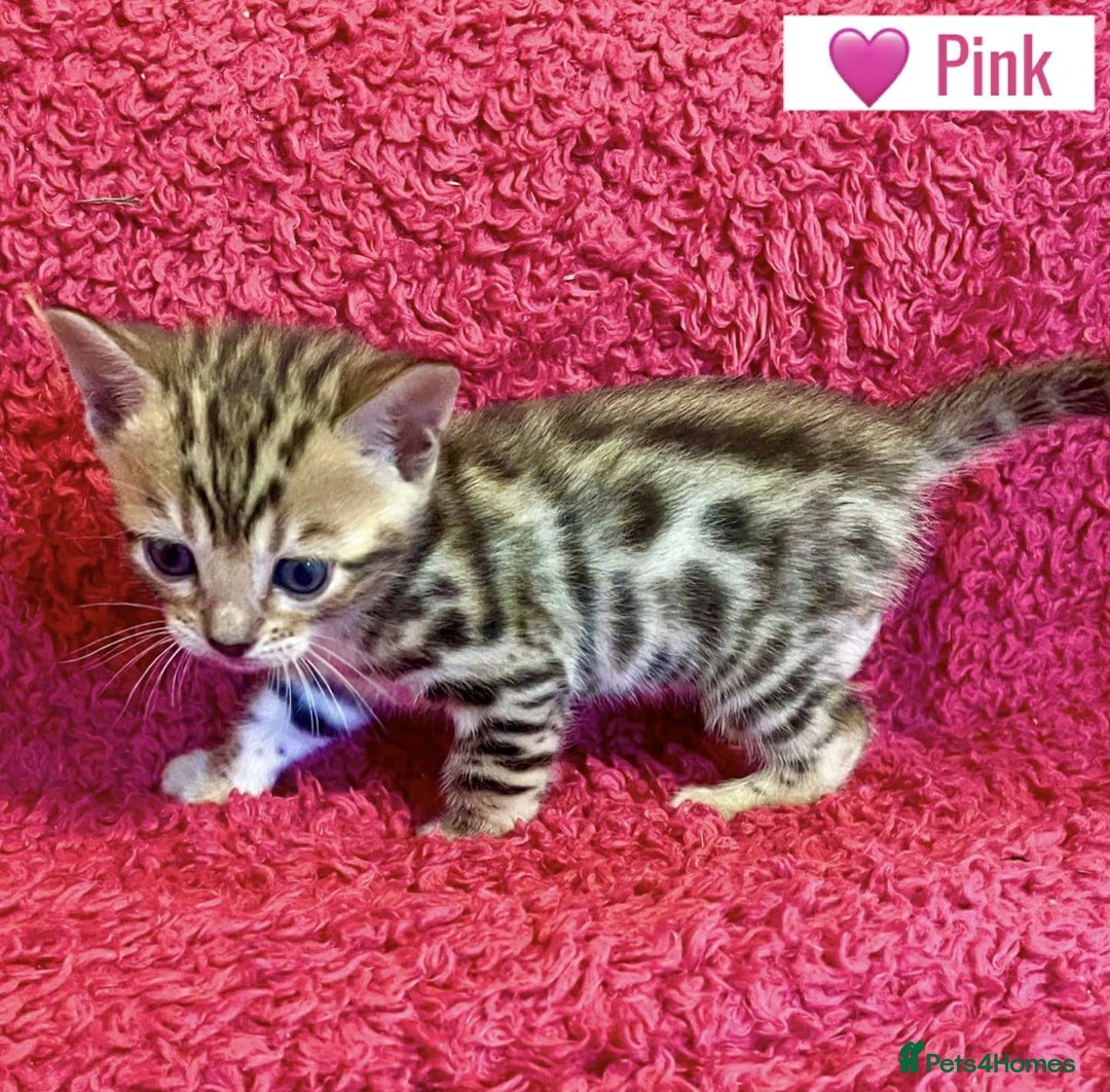 Bengal cats for sale: Beautiful Bengal Kittens  - Image 23