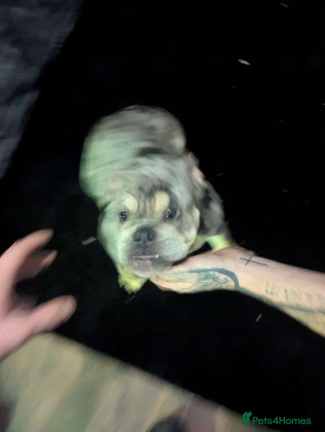 English Bulldog dogs for sale: Female British bulldog - Advert 3