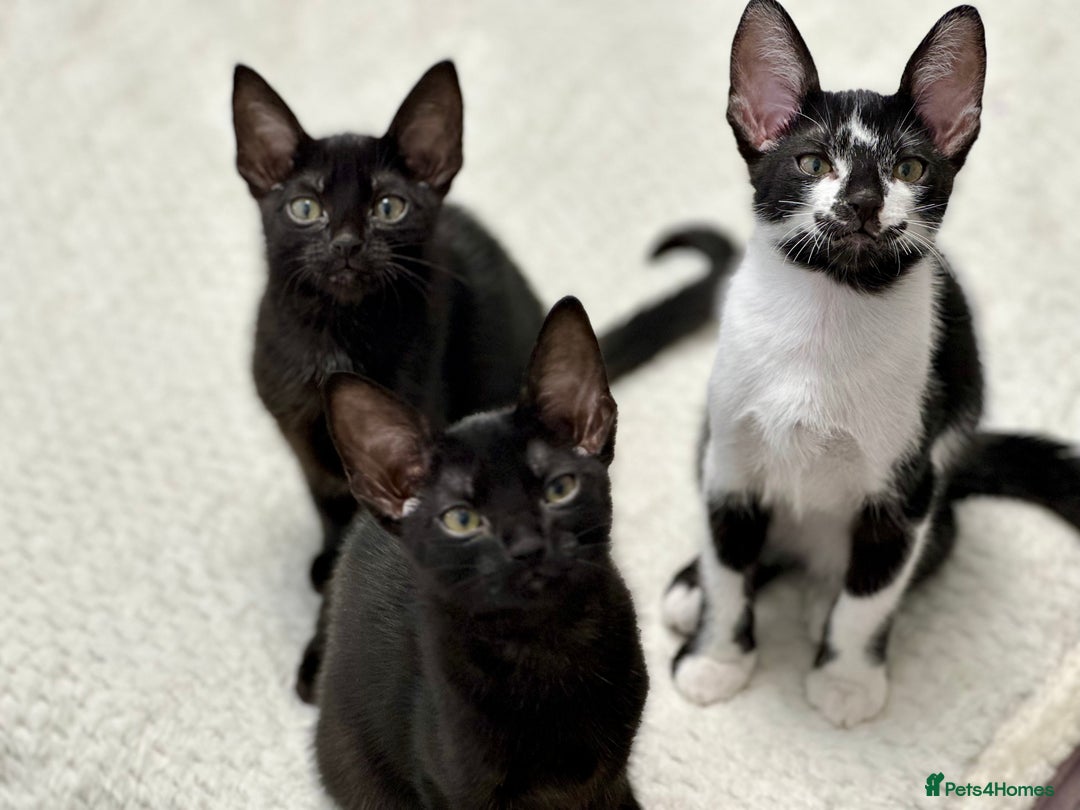 Mixed Breed cats for sale: ✨Cornish Rex Kittens Ready for New Homes Now✨ - Advert 5