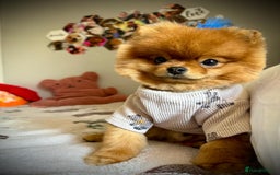 Pomeranian dogs for sale: Gorgeous sable Pom for rehome - Image 2