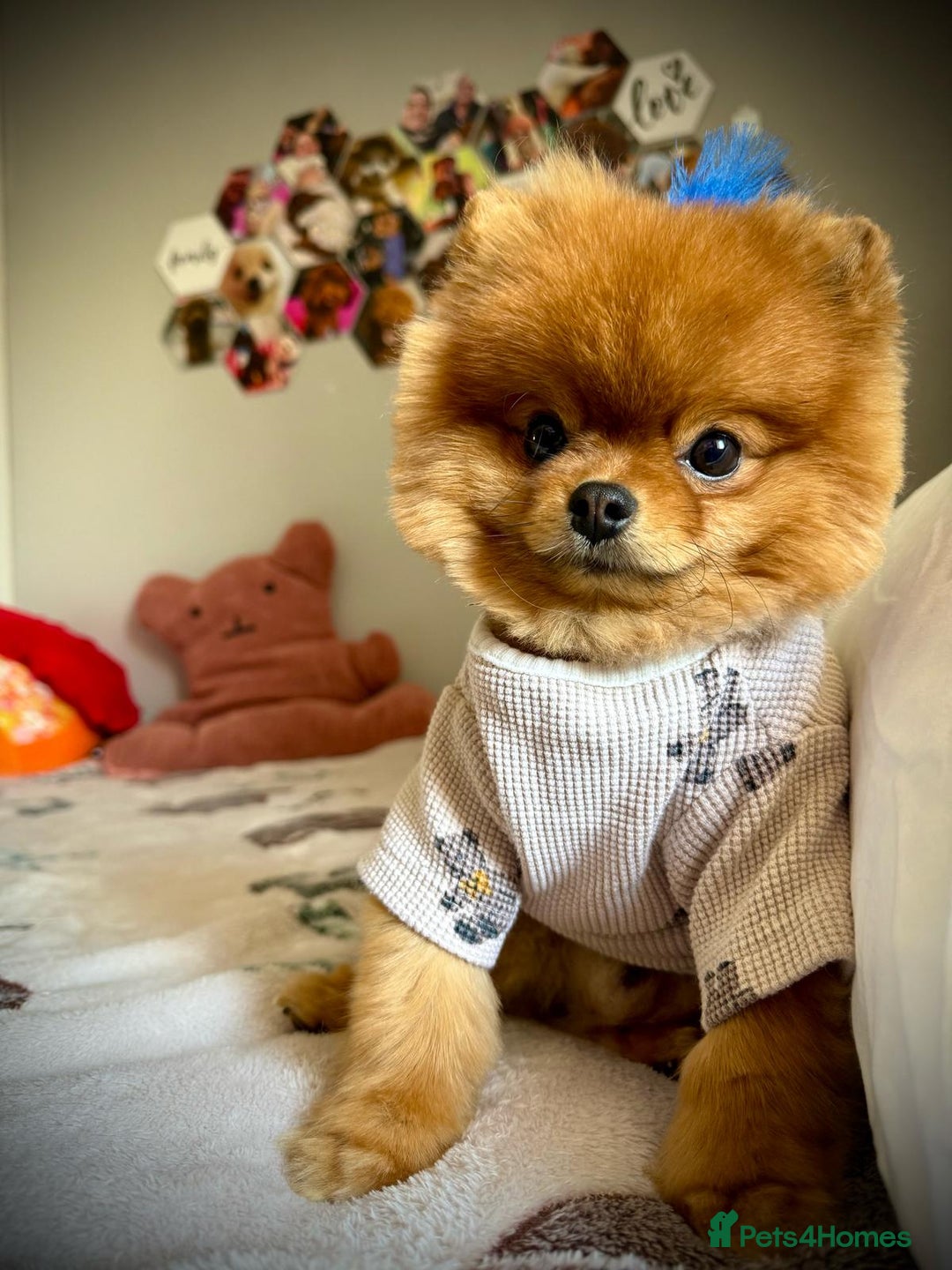 Pomeranian dogs for sale: Gorgeous sable Pom for rehome - Image 2