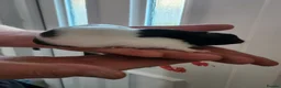 Hamster rodents for sale: Female Syrian Hamster  - Advert 3