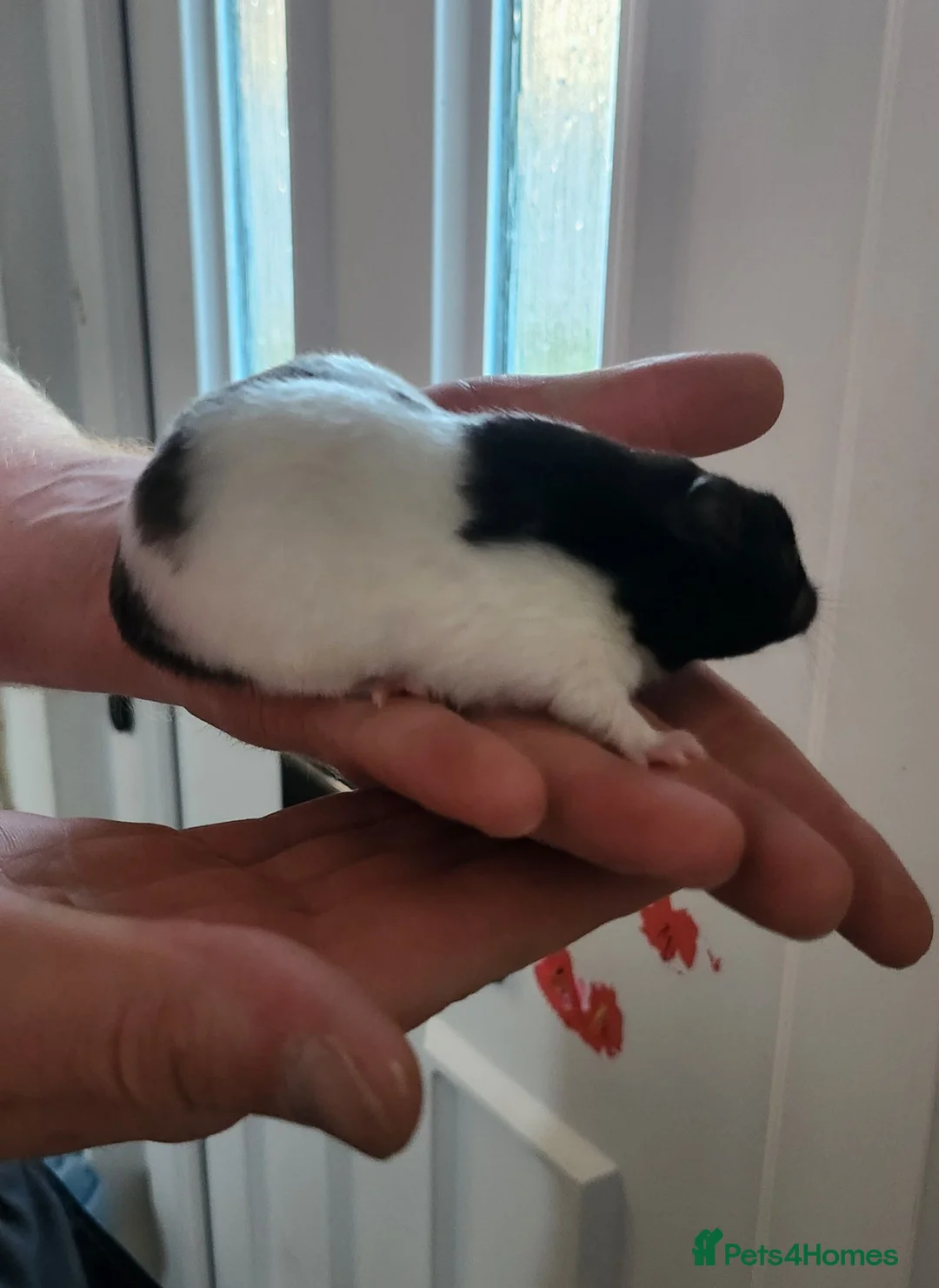 Hamster rodents for sale: Female Syrian Hamster  - Advert 3